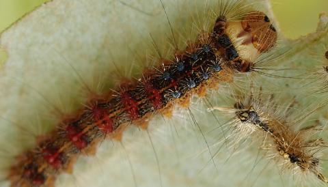 Lymantria dispar