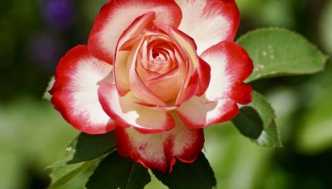 Costitx en Flor